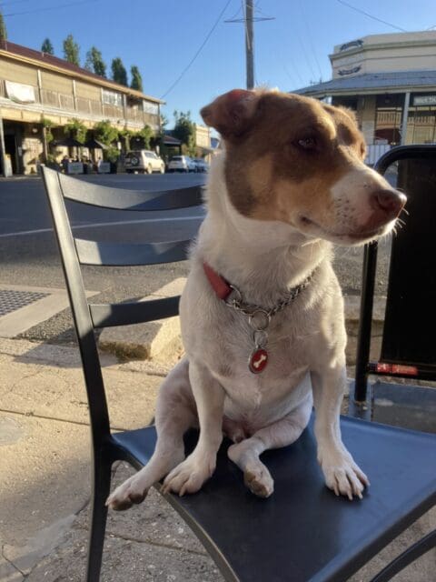 A handsome pup sitting outside a pub