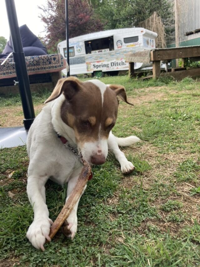 Nouggs enjoying some nice lamb shank at the Stanley